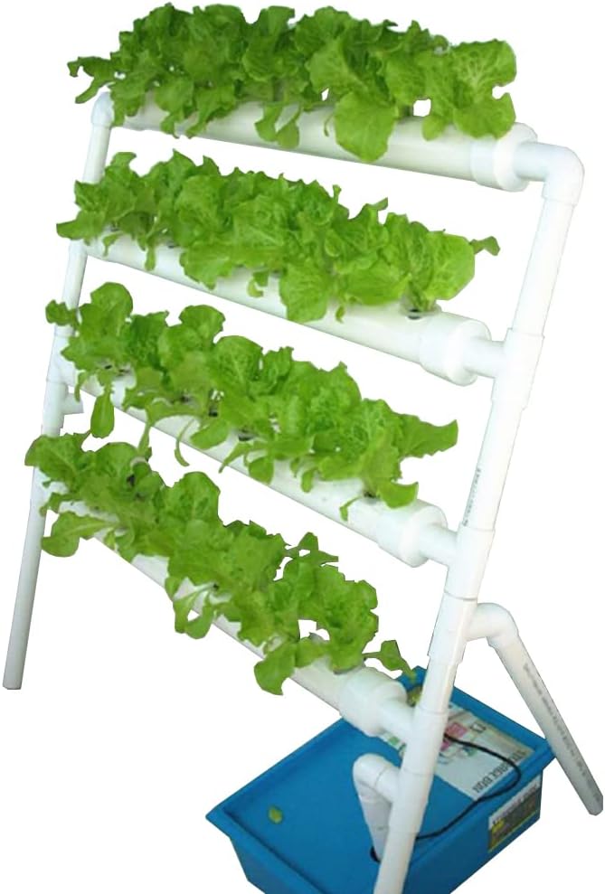 【メルカリ便】ビカクシダ　キッチャクード ' Thin '　コルク付け1 ビカクシダ キッチャクード ' Thin ' コルク付け1 [現品•大株] Mt